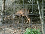 Tierpark2.jpg