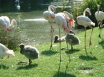 flamingo.jpg