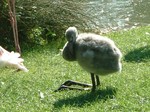 flamingo2.jpg